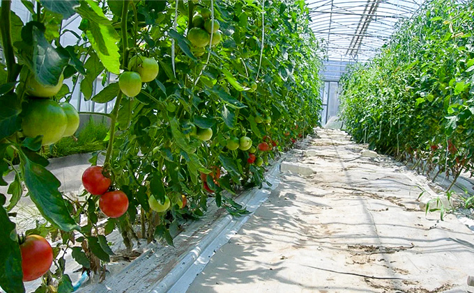 ひとっちゃんの有機畑の〈ぎゅぎゅっとトマト〉、有機トマト100％使用 ジュース 1L×2本