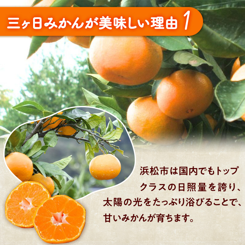 三ヶ日みかん 青島 3kg L又は2L 1月中旬より順次発送 みかん ミカン 蜜柑 青島みかん 三ヶ日 果物 くだもの フルーツ 旬の果物 旬のフルーツ 柑橘 柑橘類 糖度 静岡 静岡県 浜松市