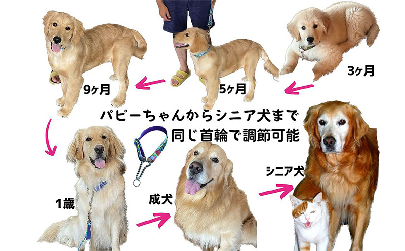 【大型犬用・Lサイズ】 ハーフチョークカラーとリードのセット（ピンクローズ）