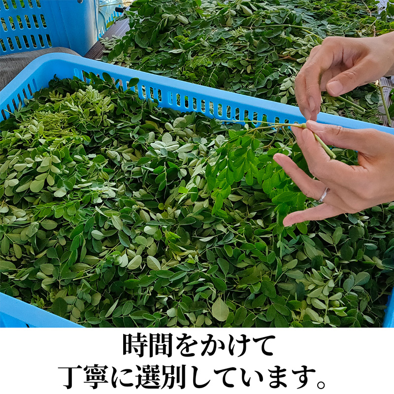 浜松産スーパーフード　モリンガ蒸し座浴用乾燥葉500g