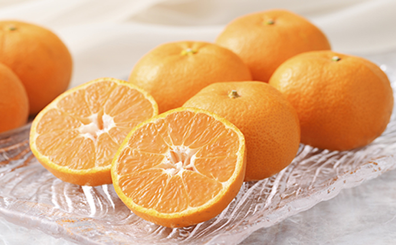 【2026年6月下旬より順次発送】静岡県浜松市産ハウスみかん4.8kg