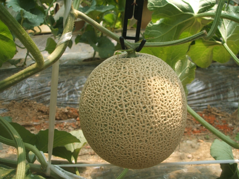 【2026年7月上旬より順次発送】静岡県浜松市産マスクメロン1.5kg×1個