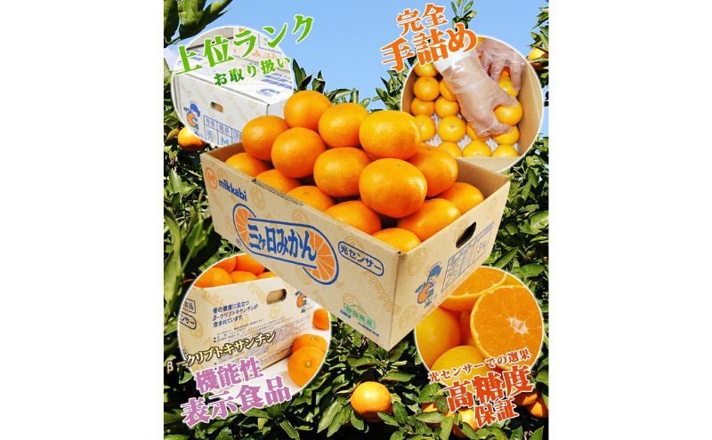 三ヶ日青島みかん【優品】Lサイズ 3kg (23個前後) ミカン 果物 くだもの フルーツ 甘い 浜松市