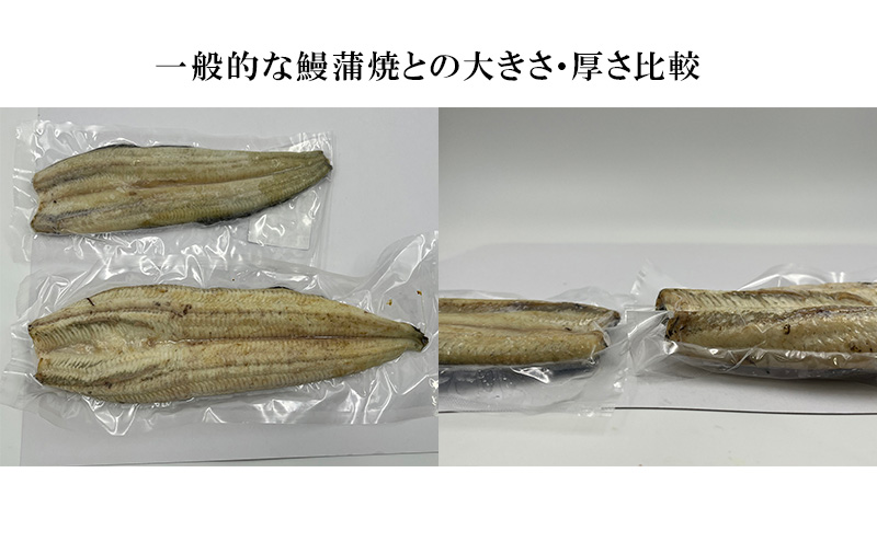 【訳アリ・数量限定】浜名湖鰻白焼1本（約250ｇ） ビッグサイズ うなぎ ウナギ 鰻 白焼 白焼き 魚貝類 訳あり 静岡県 浜松市