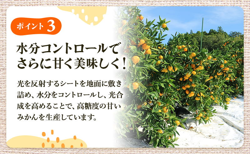 三ヶ日みかん 早生 5kg S～L 11月下旬より順次発送 みかん ミカン 蜜柑 早生みかん 三ヶ日 果物 くだもの フルーツ 旬の果物 旬のフルーツ 柑橘 柑橘類 糖度 静岡 静岡県 浜松市