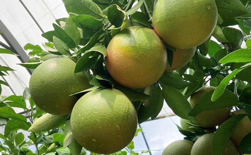 【2026年4月上旬より順次発送】 静岡県浜松市産グレープフルーツ約2kg（4〜6個） 果物 フルーツ 国産 静岡 浜松市