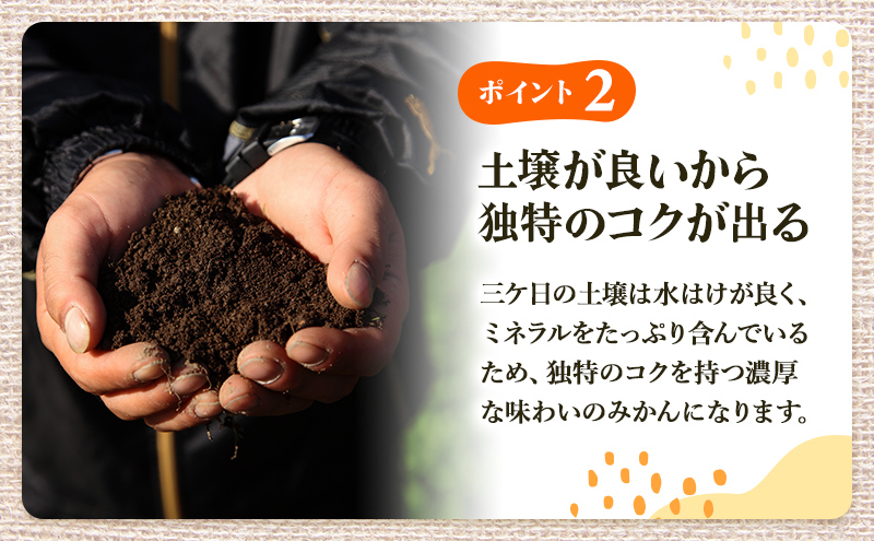 先行予約 青島みかん M～2Lサイズ サイズ混在 5kg 三ヶ日みかん 果物 くだもの フルーツ 旬の果物 旬のフルーツ みかん 蜜柑 ミカン 三ヶ日 青島 柑橘 柑橘類 静岡 静岡県 浜松市