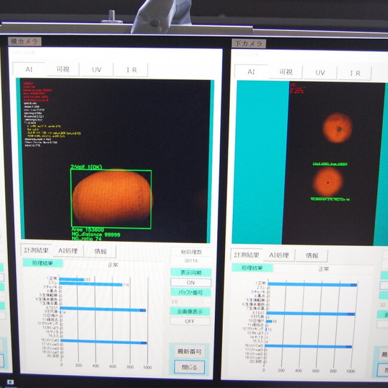 三ケ日みかん 青島【秀品】2Lサイズ7kg(40個前後) ミカン 果物 くだもの フルーツ 甘い 静岡県 浜松市 果物類 柑橘類 ※配送不可：北海道・沖縄県・離島