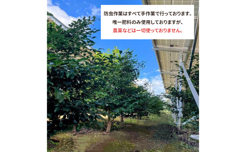 縲仙ョ壽悄萓ソ3蝗槭第ヲ 豬懈收蜃コ荳匁ヲ 譛ャ讎 邏泌嵜逕」 1蟇セシ2譚滂シ嘉3蝗樞サ1譌・莠、謠帙↓髢薙↓蜷医≧繧医≧縺ォ驟埼 蝗ス蜀逕」 譌・謖√■ 螟ァ縺阪> 濶カ繧縺 閧・譁吶ョ縺ソ菴ソ逕ィ 霎イ阮ャ荳堺スソ逕ィ 螳壽悄萓ソ 豬懈收蟶 髱吝イ。逵