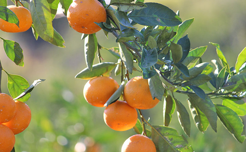 ミカちゃんマークのマルエム青島三ヶ日みかん 秀 M 4kg（約36個） みかん ミカン フルーツ 果物 浜松市