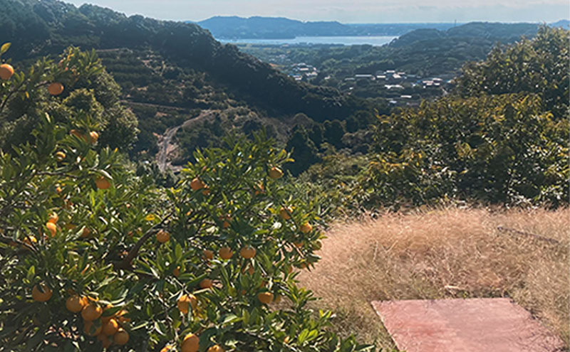 ミカちゃんマークのマルエム青島三ヶ日みかん 秀 M 8kg（約72個） みかん ミカン フルーツ 果物 浜松市