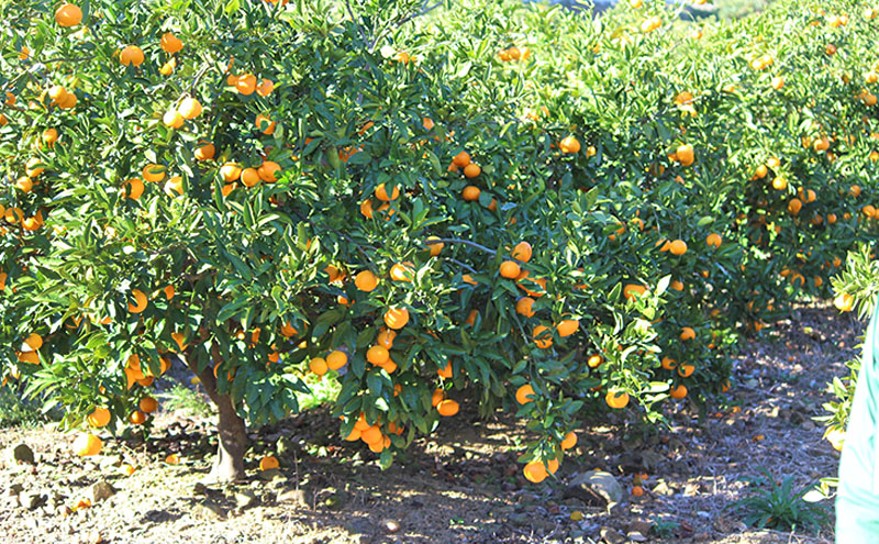 ミカちゃんマークのマルエム青島三ヶ日みかん 秀 M 8kg（約72個） みかん ミカン フルーツ 果物 浜松市