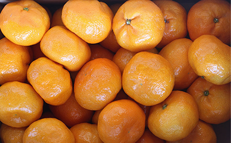 ミカちゃんマークのマルエム青島三ヶ日みかん 秀 M 8kg（約72個） みかん ミカン フルーツ 果物 浜松市