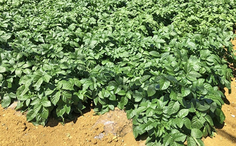 静岡県浜松市産 三方原馬鈴薯 秀品 L 5kg 男爵 じゃがいも じゃが芋 ジャガイモ 国産 野菜 浜松市