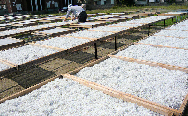 〈丸吉堀江商店〉極上しらす干し 500ｇ（250ｇ×2袋）しらす 魚 魚介 海の幸 おかず 舞阪港 水揚げ 厳選 茹であげ 風味豊か 化粧箱入 静岡 浜松市