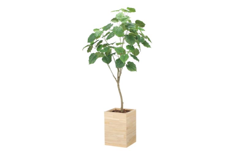 光の楽園 ウッドボックスウンベラータ1.8【配送不可：北海道・沖縄・離島】 インテリア 光触媒 人工植物 造花 フェイクグリーン 花 フラワー 清浄 消臭 浜松市