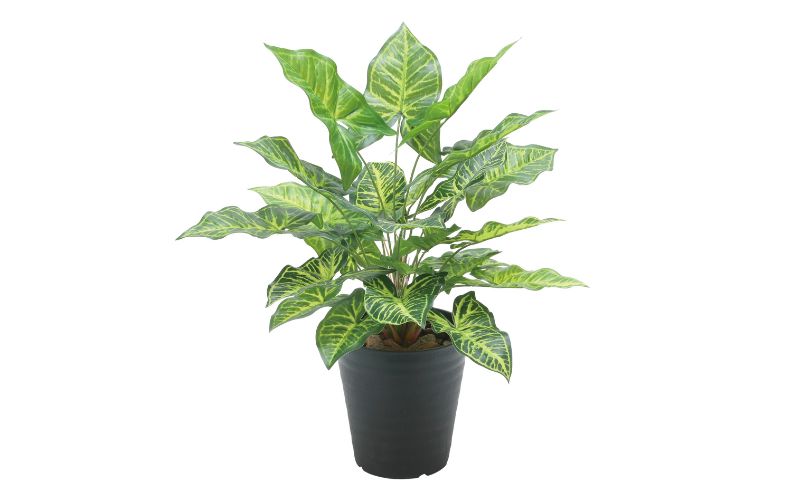 光の楽園 フレッシュシンゴニューム【配送不可：北海道・沖縄・離島】 インテリア 光触媒 人工植物 造花 フェイクグリーン 花 フラワー 清浄 消臭 浜松市