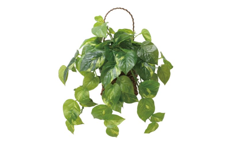 光の楽園 壁掛けフレッシュポトス【配送不可：北海道・沖縄・離島】 インテリア 光触媒 人工植物 造花 フェイクグリーン 花 フラワー 清浄 消臭 浜松市