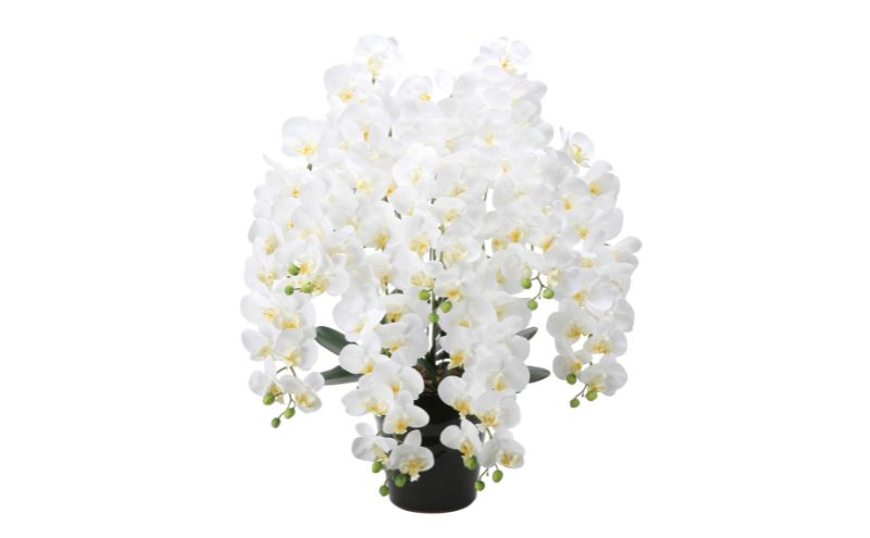 光の楽園 フレッシュロング胡蝶蘭7本立ちW【配送不可：北海道・沖縄・離島】 インテリア 光触媒 人工植物 造花 フェイクグリーン 花 フラワー 清浄 消臭 浜松市