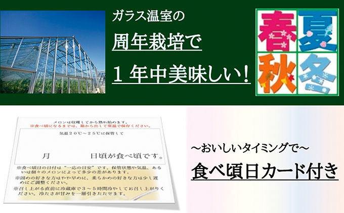 クラウンメロン　特大玉　1玉　12ヵ月連続お届け【配送不可：離島】