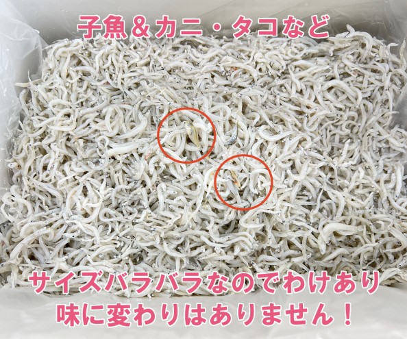 わけあり しらす 遠州灘舞阪港直送 しらす干し 1.2kg 冷凍 シラス 訳アリ 【配送不可:離島】 浜松市
