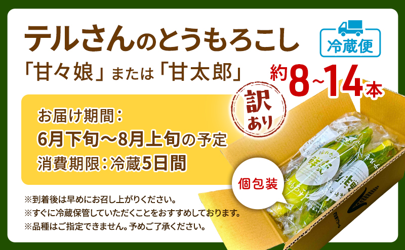 訳あり とうもろこし 先行予約 甘々娘 または 甘太郎 約8本～14本 家庭用 テルもろこし 先端カット済 個包装 レンジ調理 レンチン 旬 冷蔵配送 静岡 浜松市  2026年6月下旬頃より順次発送 配送不可：離島