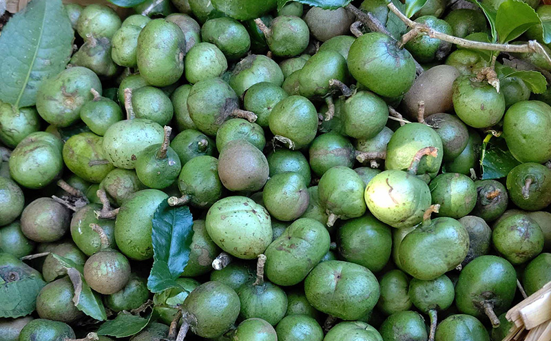 生しぼり茶の実油（105g）　植物油 油 オイル 食用オイル サラダ パン 天然 チャ種子 ビタミンE ビタミンK 植物ステロール オレイン酸 新鮮 静岡 浜松市