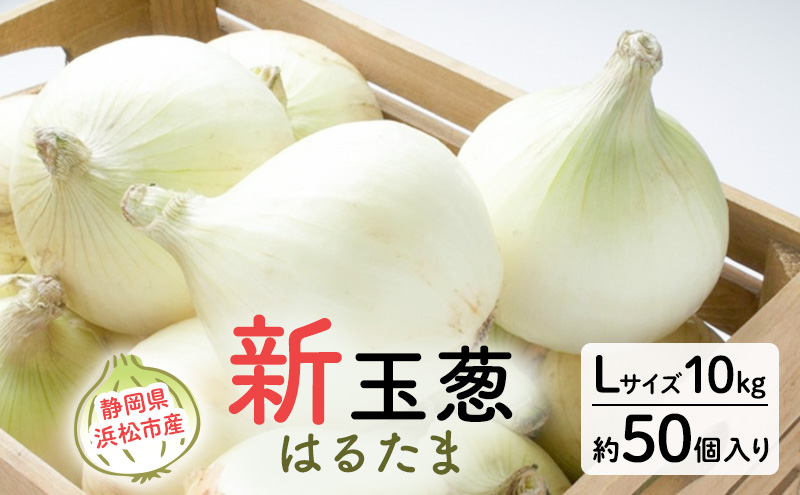 静岡県浜松市産 新玉葱 はるたま Lサイズ 10kg 約50個 野菜 新玉ねぎ たまねぎ タマネギ サラダ オニオン 国産 浜松市 静岡 【配送不可：離島】