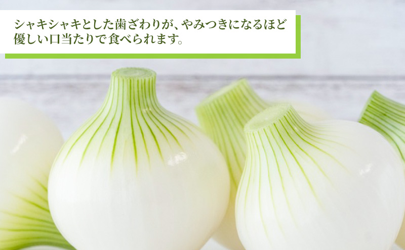 静岡県浜松市産 新玉ねぎ サラダオニオン Lサイズ 10kg 約50個 野菜 新玉ねぎ たまねぎ タマネギ サラダ オニオン 国産 浜松市 静岡 【配送不可：離島】