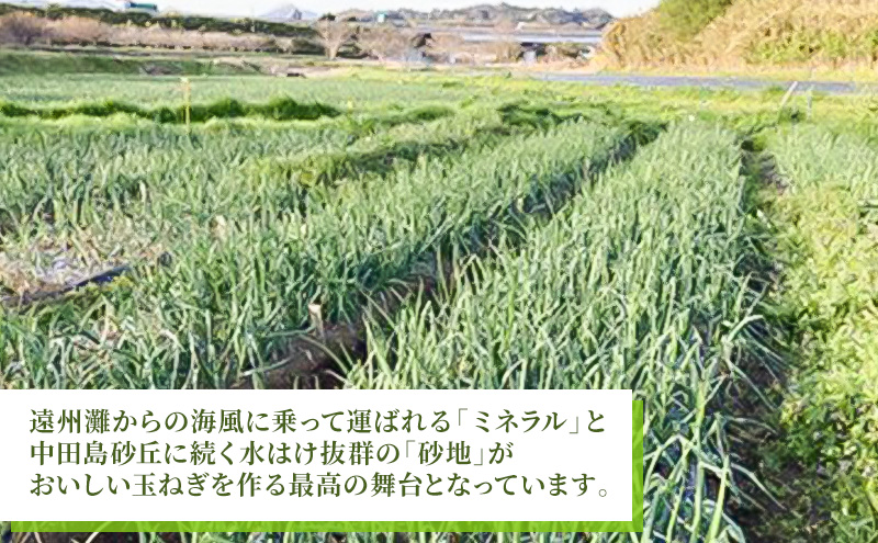 静岡県浜松市産 新玉ねぎ サラダオニオン Lサイズ 10kg 約50個 野菜 新玉ねぎ たまねぎ タマネギ サラダ オニオン 国産 浜松市 静岡 【配送不可：離島】