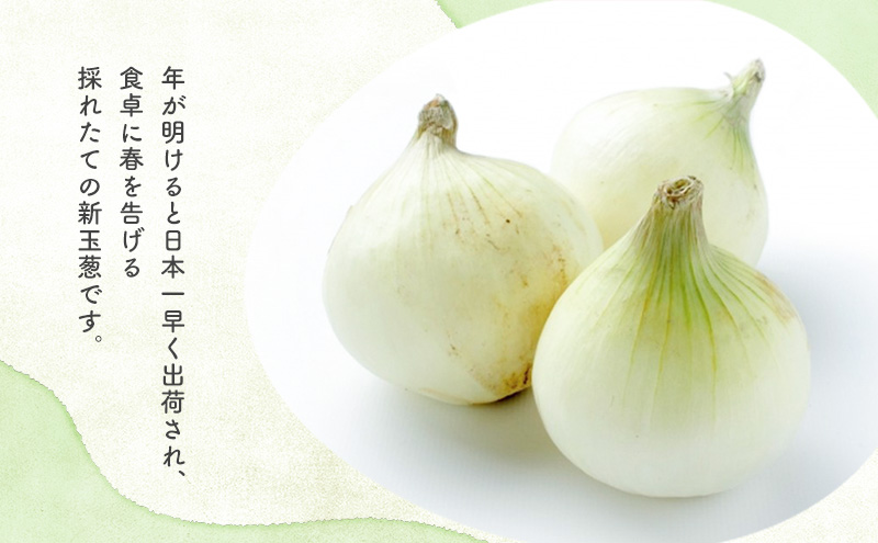 静岡県浜松市産 新玉葱 はるたま Lサイズ 10kg 約50個 野菜 新玉ねぎ たまねぎ タマネギ サラダ オニオン 国産 浜松市 静岡 【配送不可：離島】