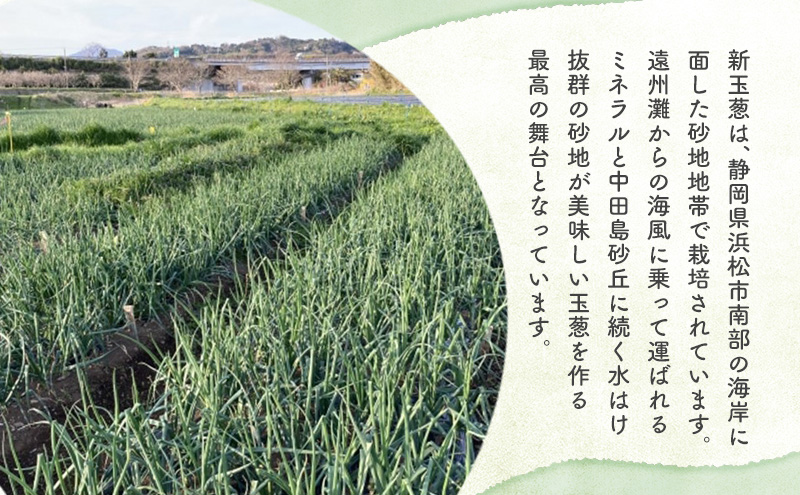 静岡県浜松市産 新玉葱 はるたま Lサイズ 10kg 約50個 野菜 新玉ねぎ たまねぎ タマネギ サラダ オニオン 国産 浜松市 静岡 【配送不可：離島】