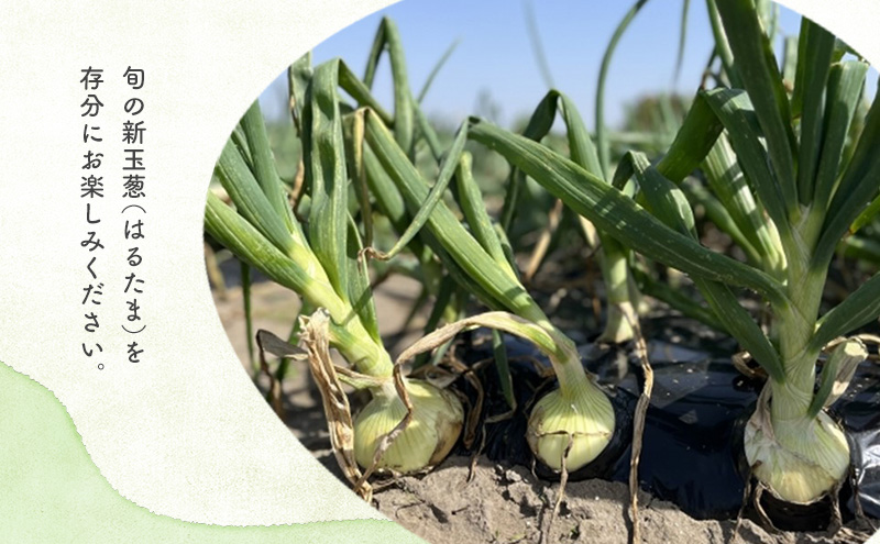 静岡県浜松市産 新玉葱 はるたま Lサイズ 10kg 約50個 野菜 新玉ねぎ たまねぎ タマネギ サラダ オニオン 国産 浜松市 静岡 【配送不可：離島】