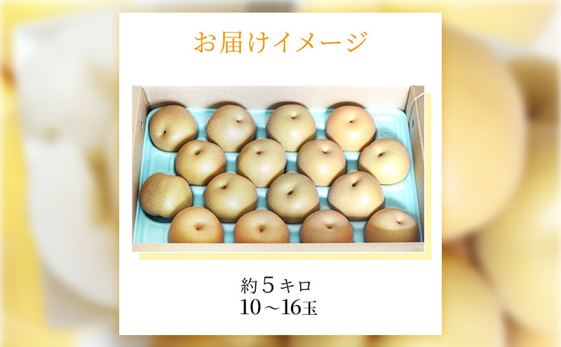 æµæŸåžç£ 梚 çŽ5kg 10ã16çå
¥ã ãªã ãã«ãŒã æç© é岡 æµæŸåžãé
éäžå¯ïŒé¢å³¶ã