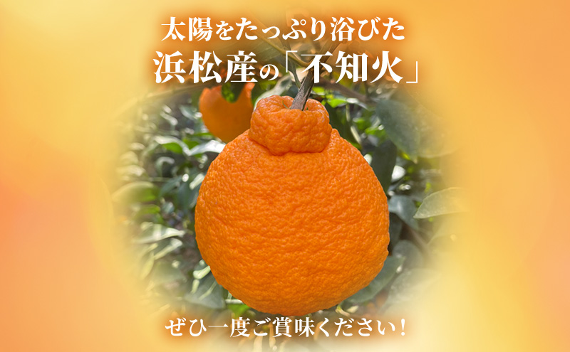 【2026年3月以降発送】 不知火 約2.4kg 9～12個 しらぬい デコ かんきつ 柑橘 みかん ミカン 蜜柑 フルーツ 静岡 浜松市