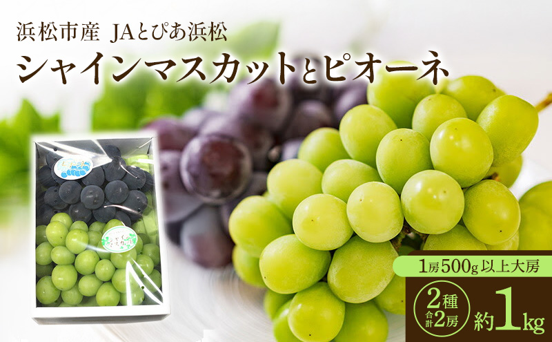 【浜松市産 JAとぴあ浜松】シャインマスカットとピオーネ 1房500g以上大房×2種 合計2房（約1kg） シャインマスカット ピオーネ ぶどう 葡萄 フルーツ プレゼント お中元 クール 静岡 浜松市【配送不可：離島】 