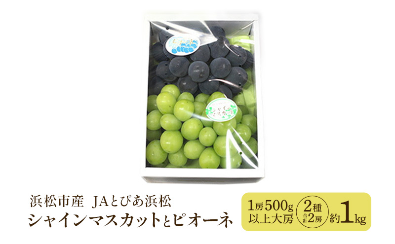 【浜松市産 JAとぴあ浜松】シャインマスカットとピオーネ 1房500g以上大房×2種 合計2房（約1kg） シャインマスカット ピオーネ ぶどう 葡萄 フルーツ プレゼント お中元 クール 静岡 浜松市【配送不可：離島】 