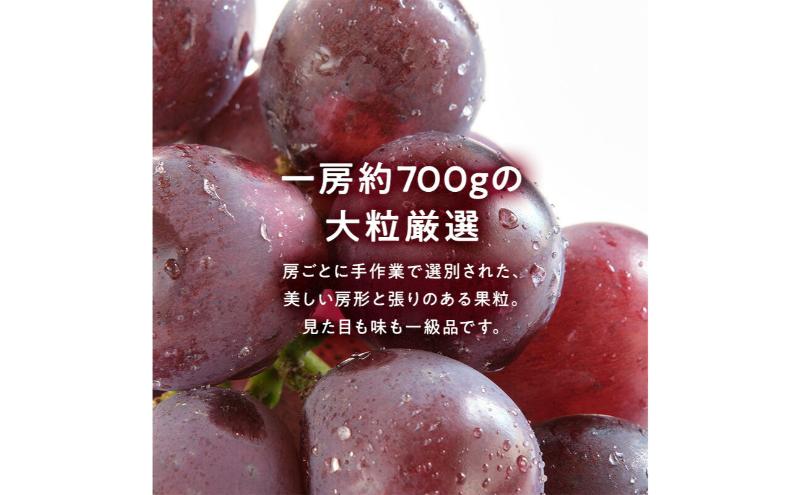 【期間限定】【静岡県浜松市三ヶ日産】高平農園のブラックシャインマスカット「富士の輝」1房（約700g）化粧箱入り ぶどう 夏 大粒 ブドウ 贈答 ギフト 静岡 浜松市【配送不可：離島】