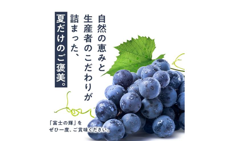 【期間限定】【静岡県浜松市三ヶ日産】高平農園のブラックシャインマスカット「富士の輝」1房（約700g）化粧箱入り ぶどう 夏 大粒 ブドウ 贈答 ギフト 静岡 浜松市【配送不可：離島】