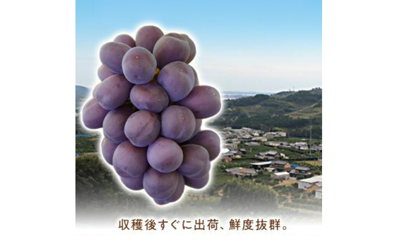 【期間限定】【静岡県浜松市三ヶ日産】高平農園のブラックシャインマスカット「富士の輝」1房（約700g）化粧箱入り ぶどう 夏 大粒 ブドウ 贈答 ギフト 静岡 浜松市【配送不可：離島】