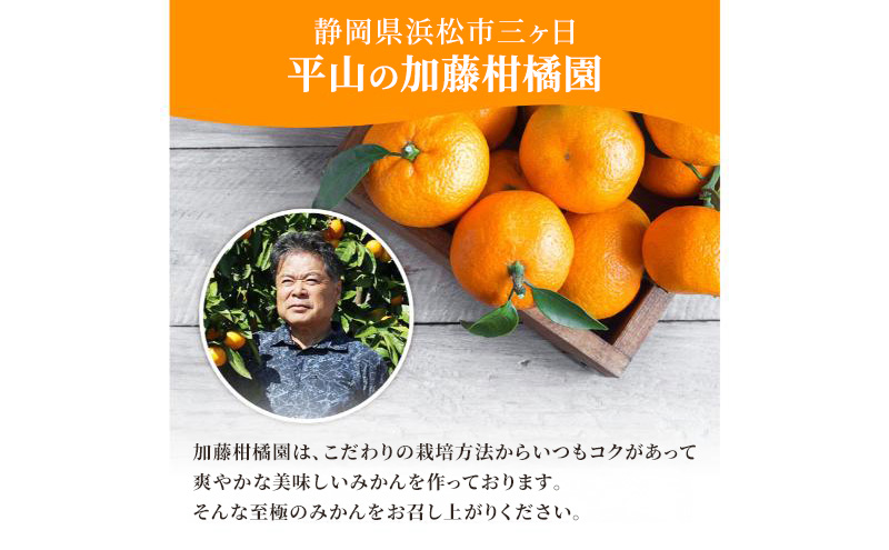 【訳あり】三ヶ日平山産 加藤柑橘園のみかん 約10kg みかん ミカン 蜜柑 青島みかん フルーツ 静岡 浜松市