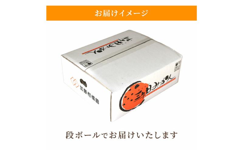 【訳あり】三ヶ日平山産 加藤柑橘園のみかん 約10kg みかん ミカン 蜜柑 青島みかん フルーツ 静岡 浜松市
