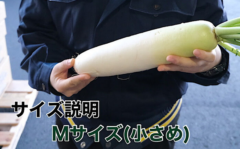 ãéå²¡çæµæŸåžç£ãå€§æ ¹ Mãµã€ãº çŽ10kg 10ïœ12æ¬å
¥ã ãé
éäžå¯ïŒé¢å³¶ã ã ããã ãã€ã³ã³ æ ¹è é岡 æµæŸåž