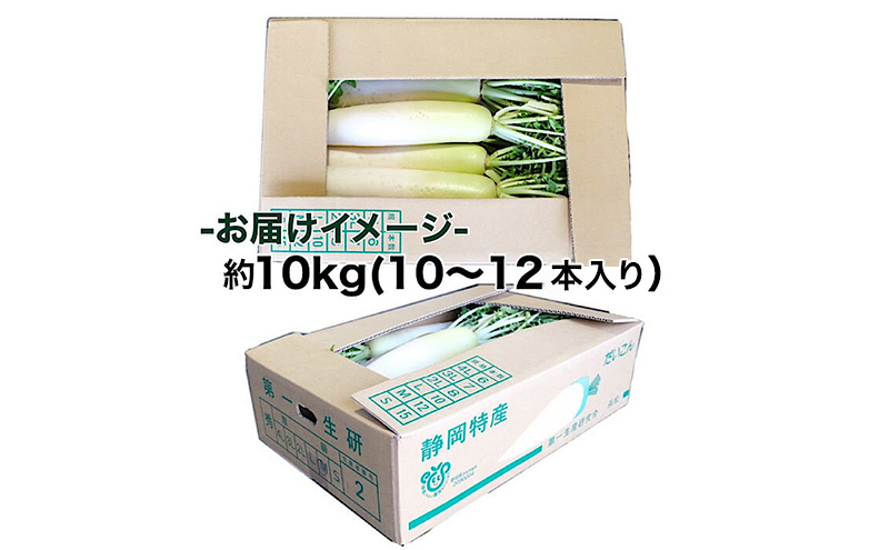 【静岡県浜松市産】大根 Mサイズ 約10kg 10～12本入り 【配送不可：離島】 だいこん ダイコン 根菜 静岡 浜松市