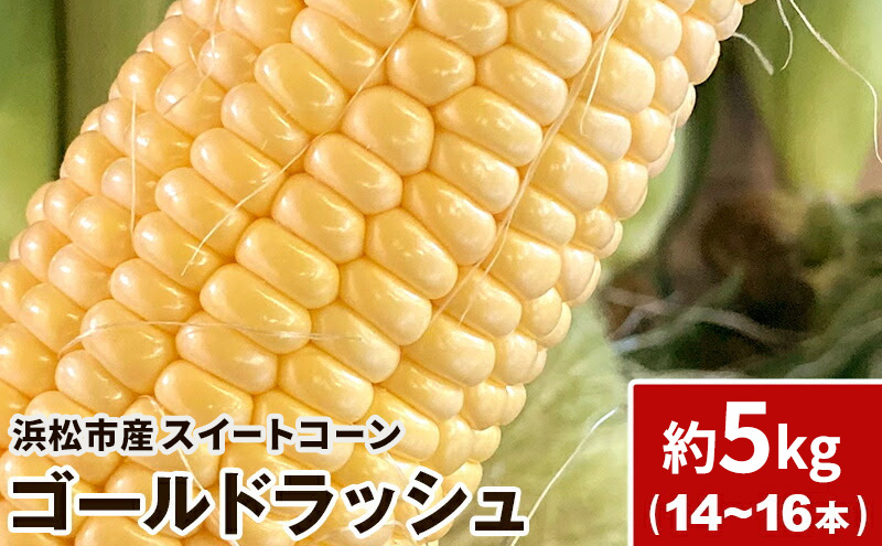 浜松産 スイートコーン ゴールドラッシュ 約5kg 14本～16本入り 1本300g以上 黄色粒 モノカラー種 とうもろこし 静岡 浜松市【配送不可：北海道、沖縄、離島】