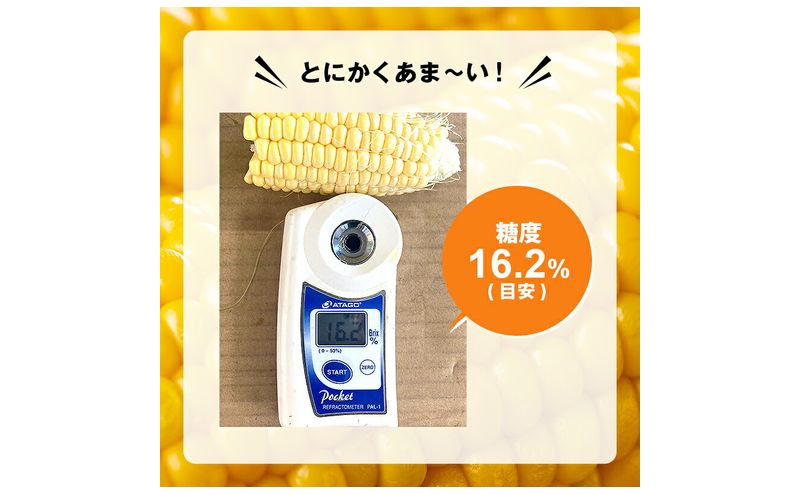 浜松産 スイートコーン ゴールドラッシュ 約5kg 14本～16本入り 1本300g以上 黄色粒 モノカラー種 とうもろこし 静岡 浜松市【配送不可：北海道、沖縄、離島】