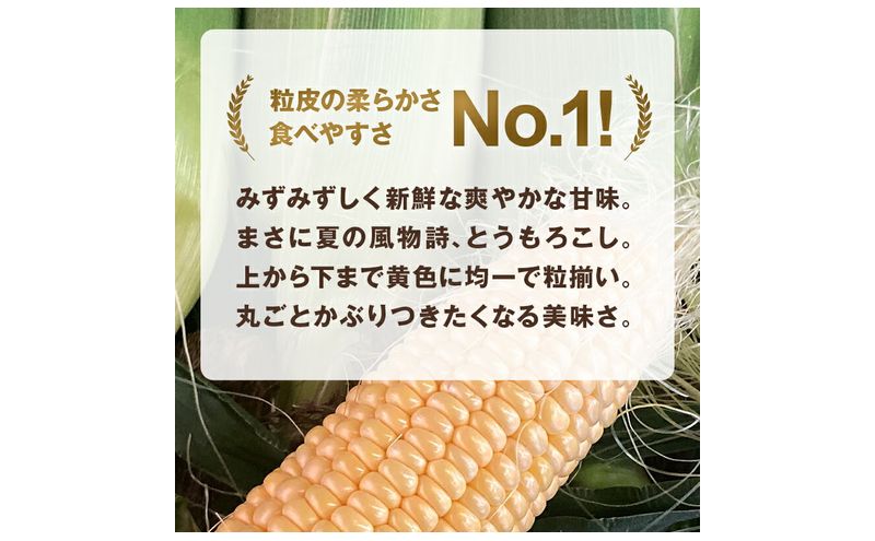 浜松産 スイートコーン ゴールドラッシュ 約5kg 14本～16本入り 1本300g以上 黄色粒 モノカラー種 とうもろこし 静岡 浜松市【配送不可：北海道、沖縄、離島】