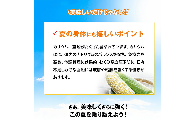 浜松産 スイートコーン ゴールドラッシュ 約5kg 14本～16本入り 1本300g以上 黄色粒 モノカラー種 とうもろこし 静岡 浜松市【配送不可：北海道、沖縄、離島】