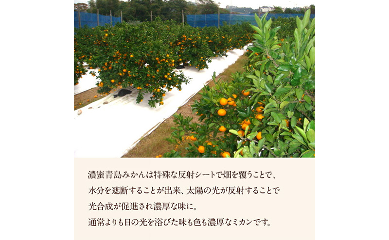 JAみっかび 濃蜜青島みかん M 約4kg 青島 三ヶ日みかん みかん ミカン 蜜柑 ギフト 甘い 糖度 静岡 浜松市