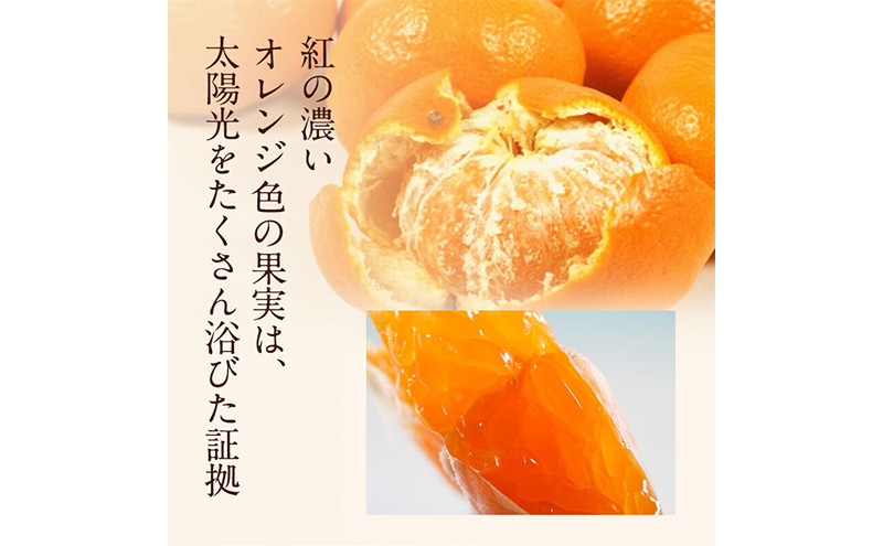 JAみっかび 濃蜜青島みかん L 約4kg 青島 三ヶ日みかん みかん ミカン 蜜柑 ギフト 甘い 糖度 静岡 浜松市